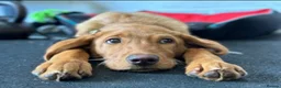 Labrador Retriever dogs for stud: Stunning KC Registred Fox Red Labrador Stud dog - Advert 11