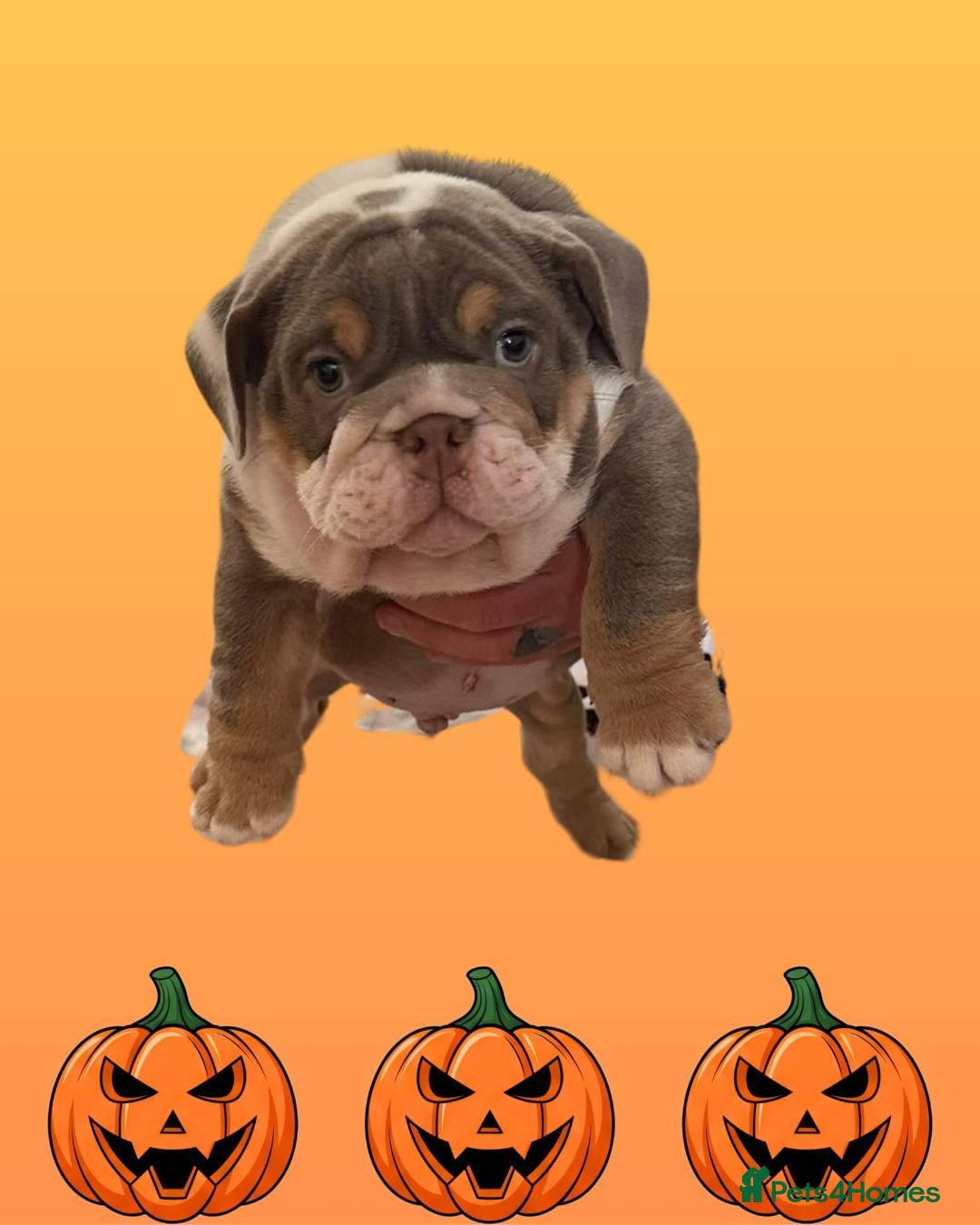 English Bulldog dogs for sale: Romeo & Juliet  - Image 4