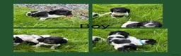 English Springer Spaniel dogs for sale: KC Registered English Springer Spaniel Puppies  - Advert 6