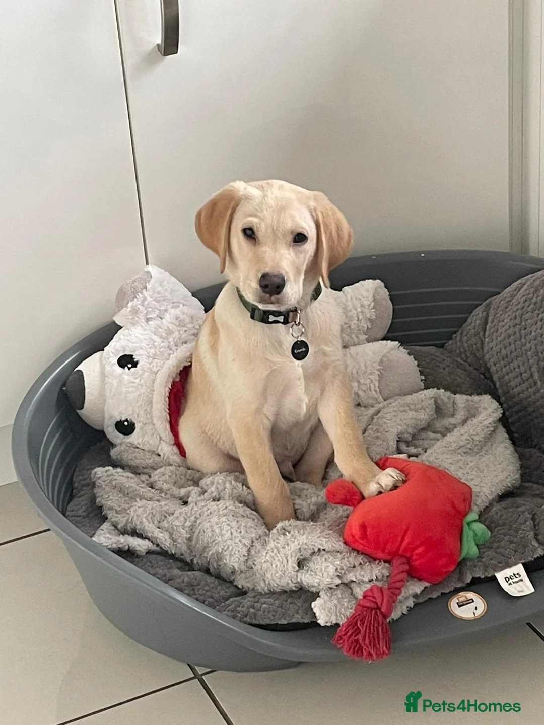 Labrador Retriever dogs for sale: Gorgeous 5 month old Labrador KC registered - Advert 4