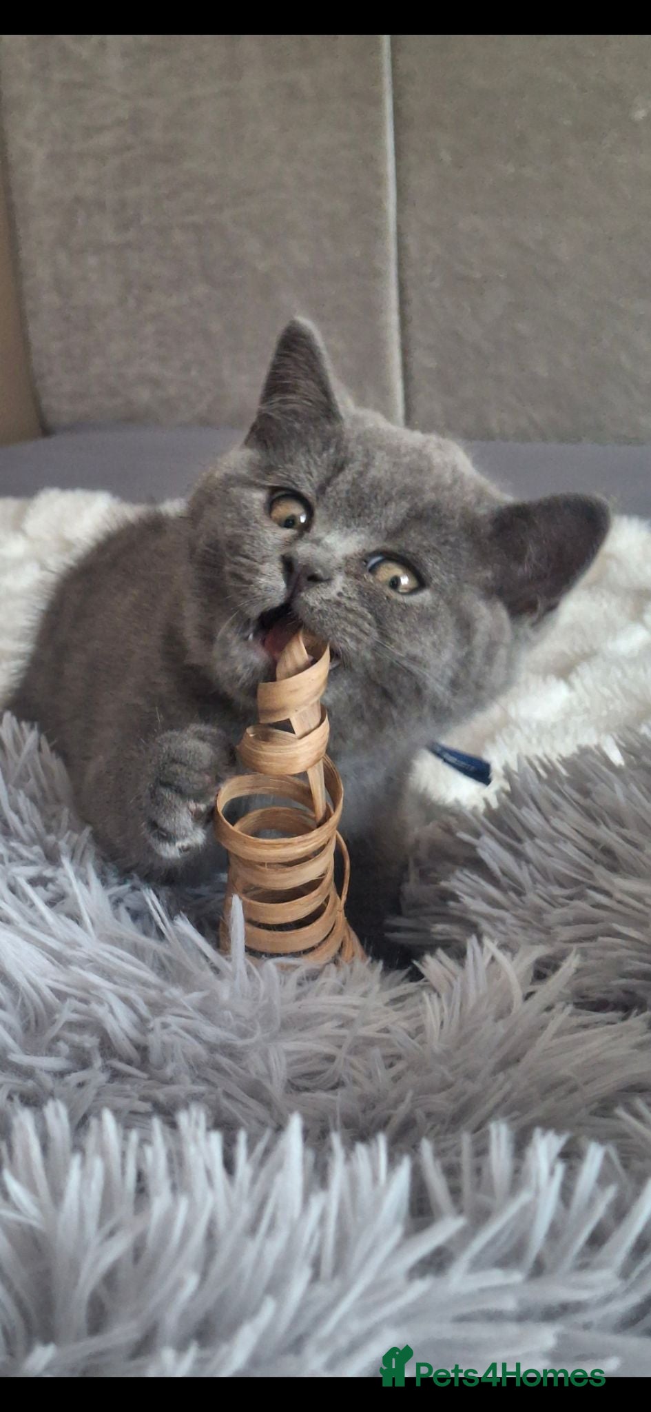 British Shorthair cats British Shorthair kittens 10 weeks old  - Advert 1