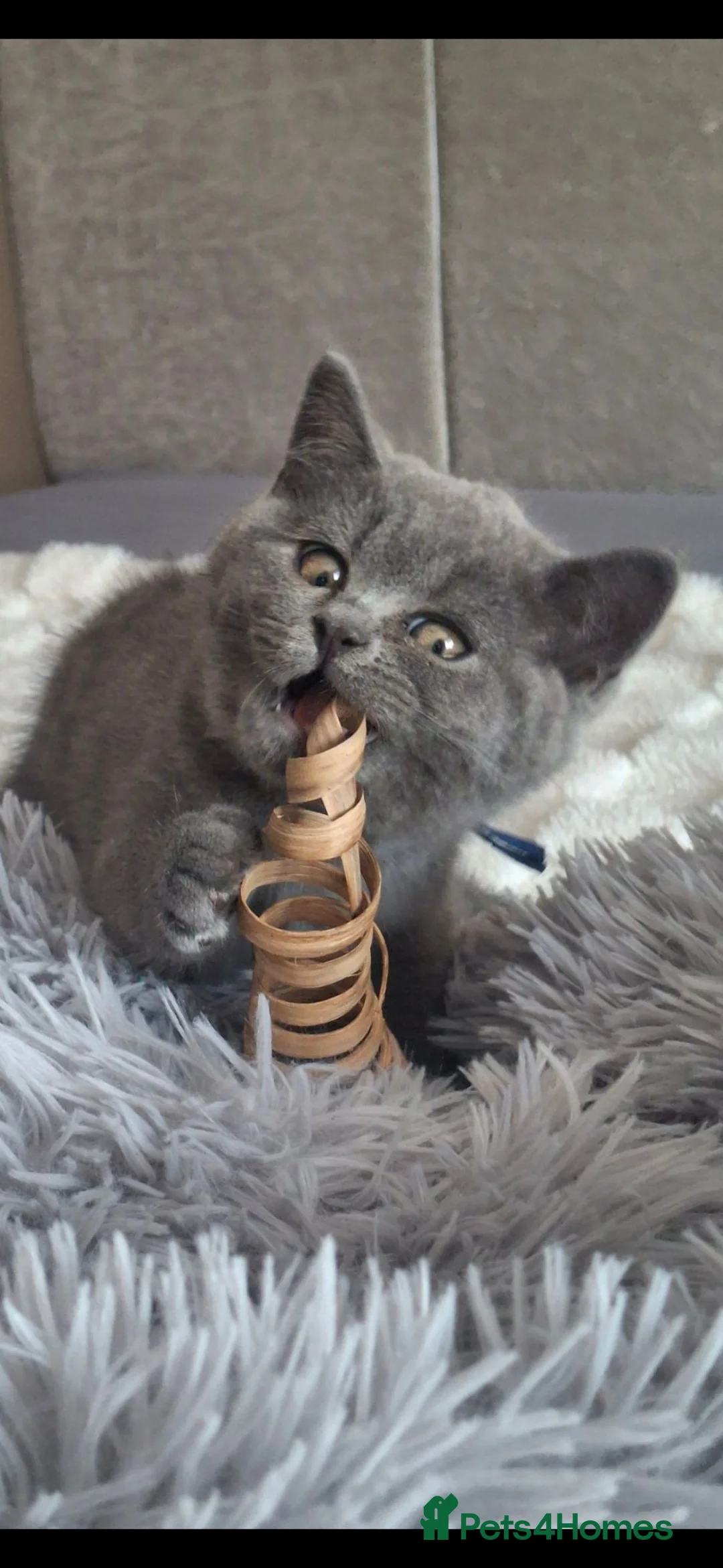 British Shorthair cats for sale: British Shorthair kittens 12 weeks old  in Luton - Advert 2
