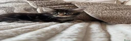 Ragcoon cats for sale: 8 gorgeous Mainecoon x ragdoll babies  - Advert 32
