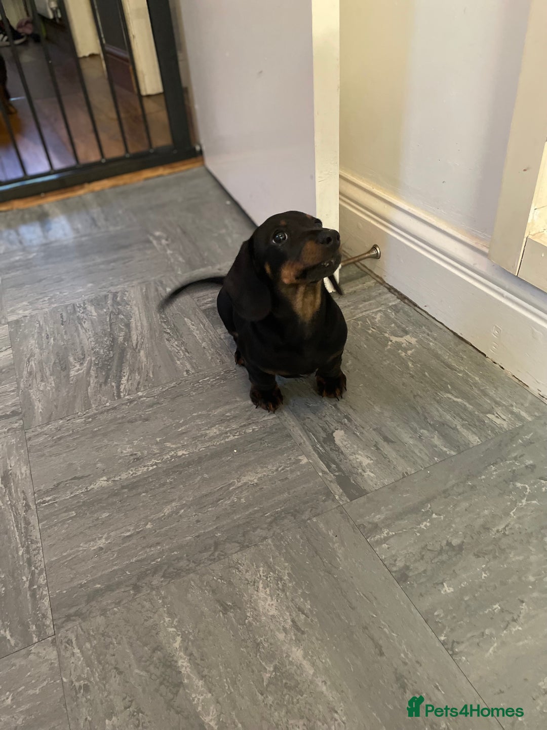 Miniature Dachshund dogs for sale: 10 week old Miniature Dachshund  - Advert 3