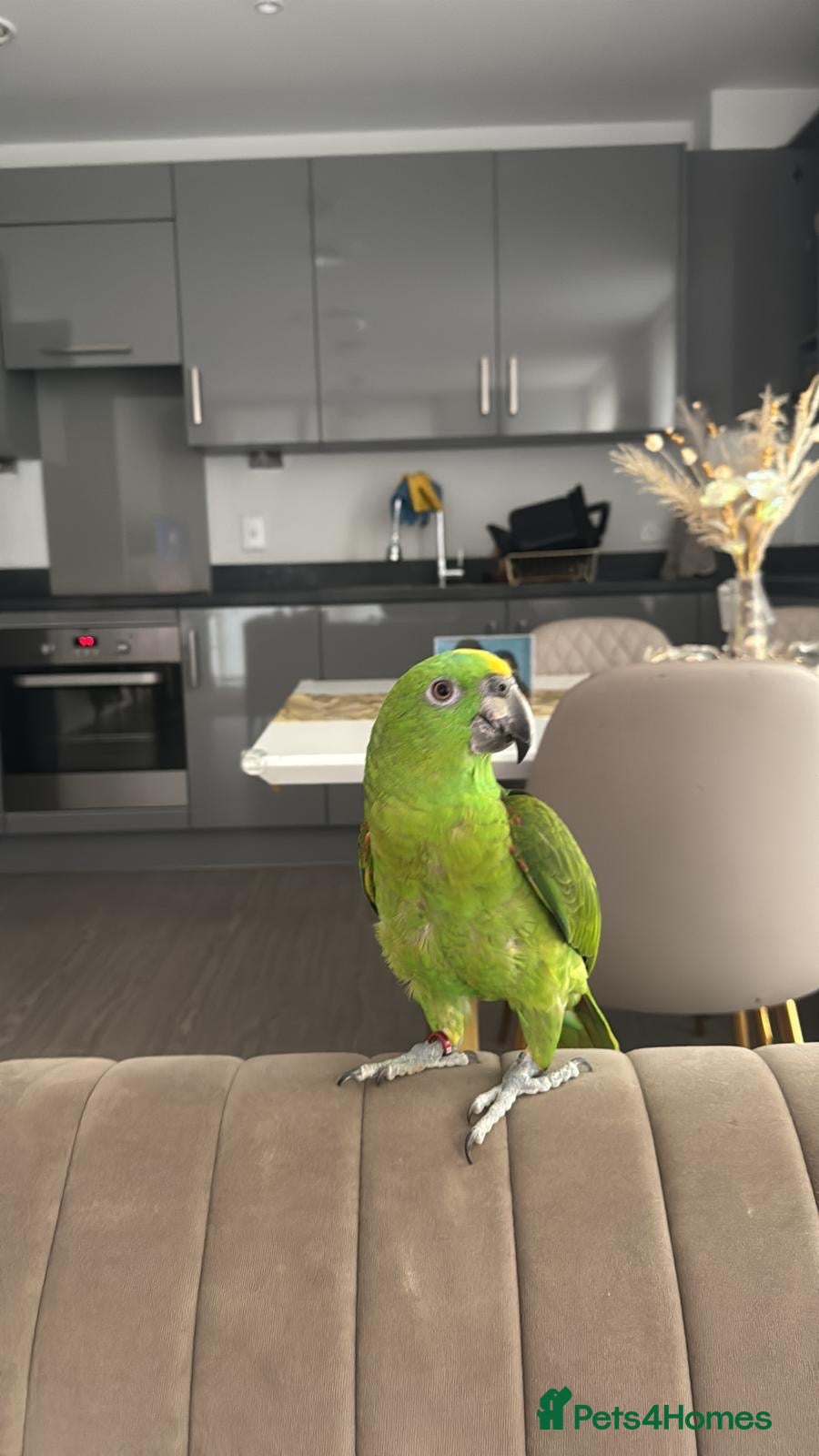 Parrots birds Amazon Yellow Napped Parrot - Advert 1