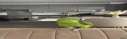 Parrots birds for sale: Amazon Yellow Napped Parrot in Wembley - Advert 1