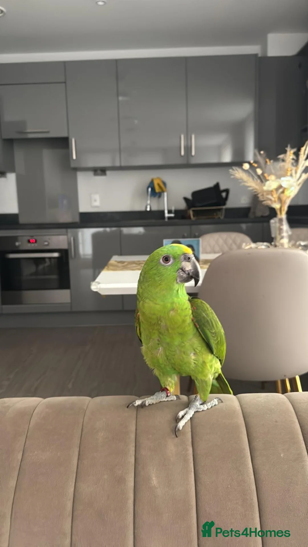 Parrots birds for sale: Amazon Yellow Napped Parrot in Wembley - Advert 1