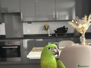 Parrots birds Amazon Yellow Napped Parrot - Advert 1