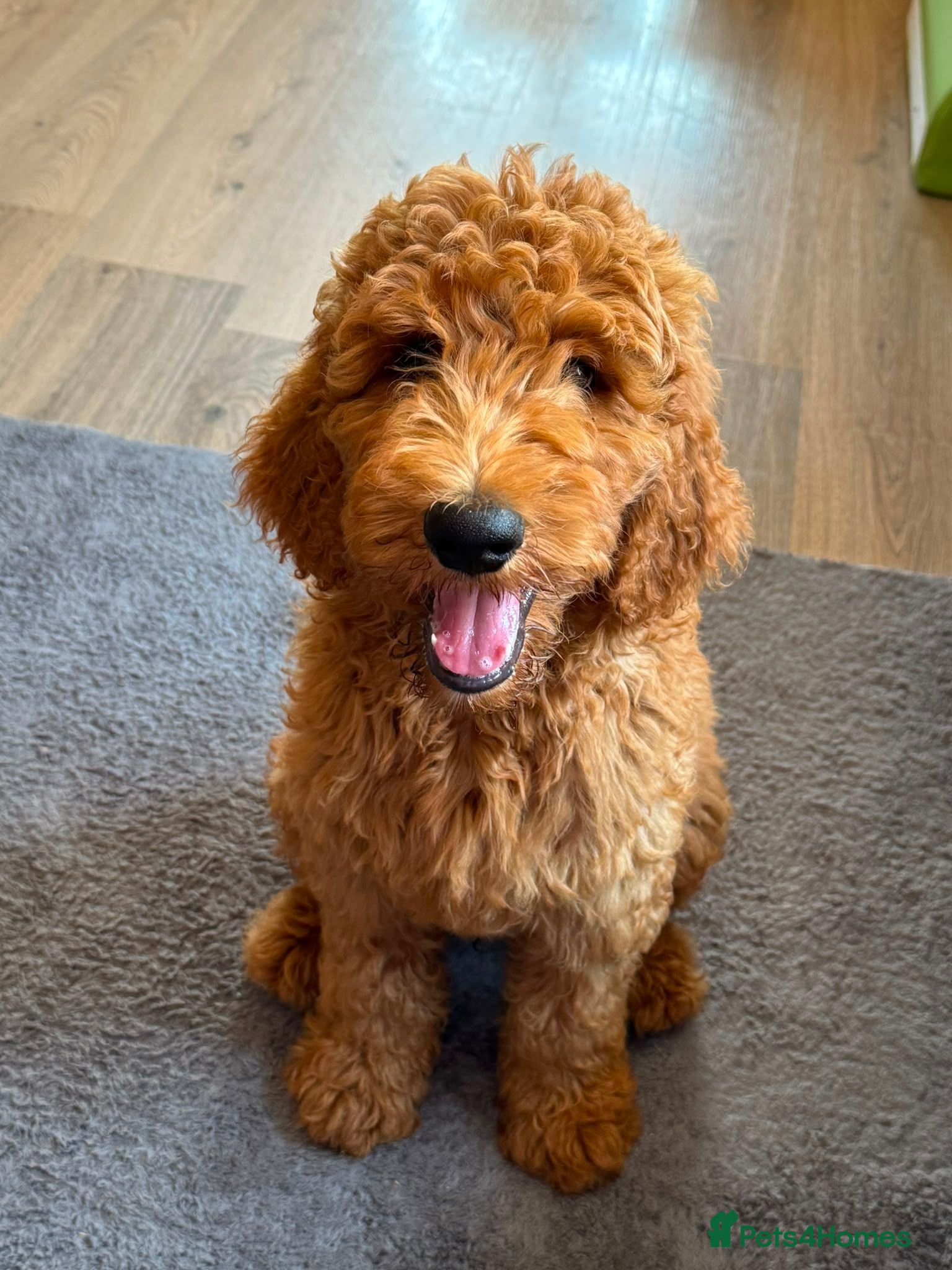 Bernedoodle dogs Beautiful Bernedoodle Looking for His Forever Home - Advert 1
