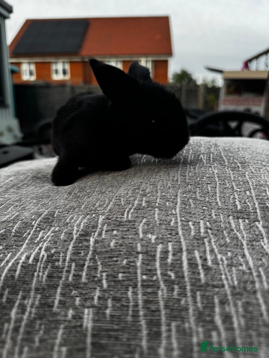 Mini Lop rabbits for sale: Mini Lop Babies ready to reserve - Image 7