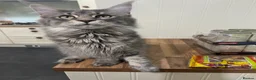 Maine Coon cats for sale: World Champion lineage TICA kittens - Advert 7