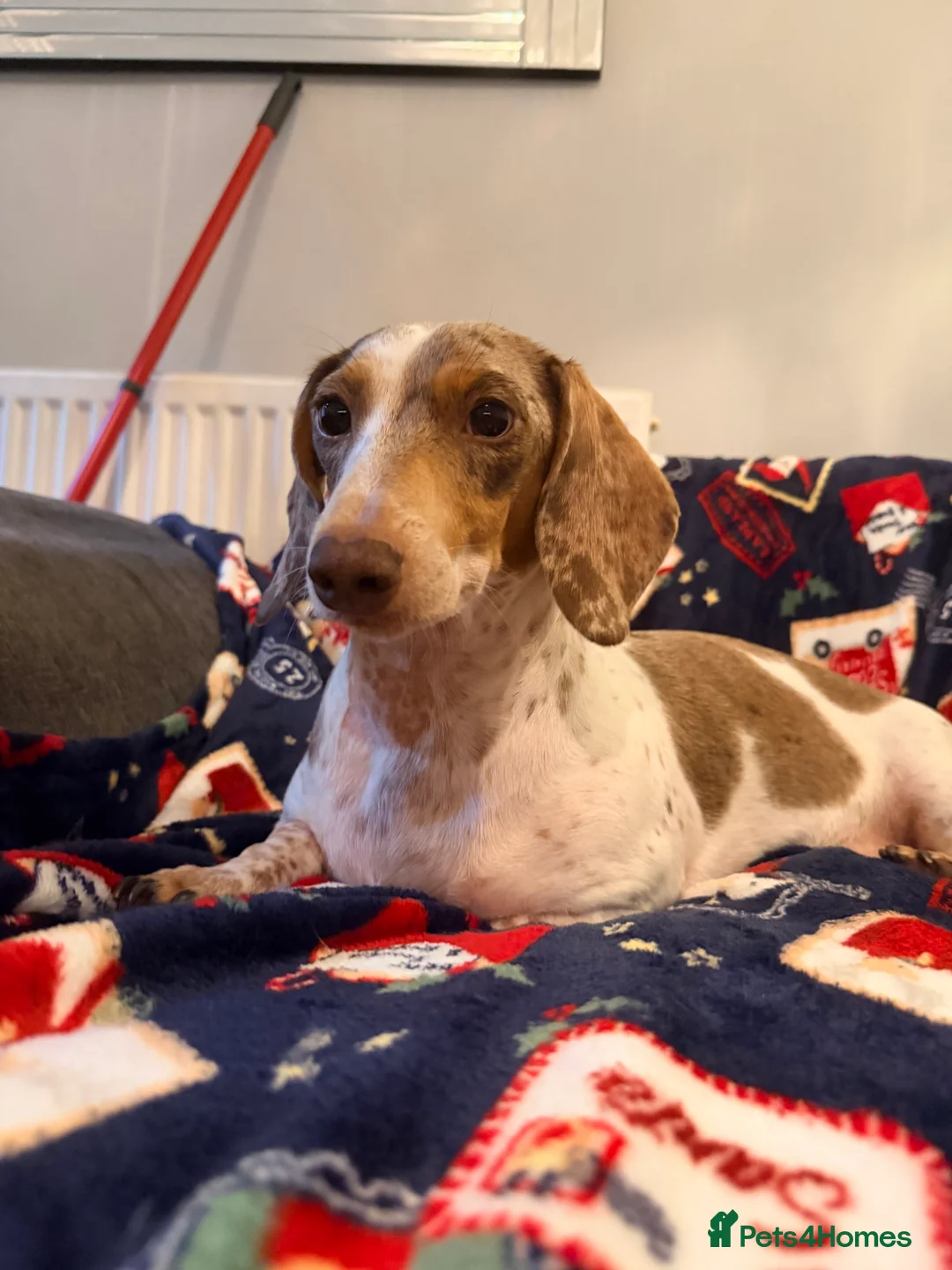 Dachshund dogs for sale:  Family dogs first puppies - stunning Dachshunds  - Advert 35
