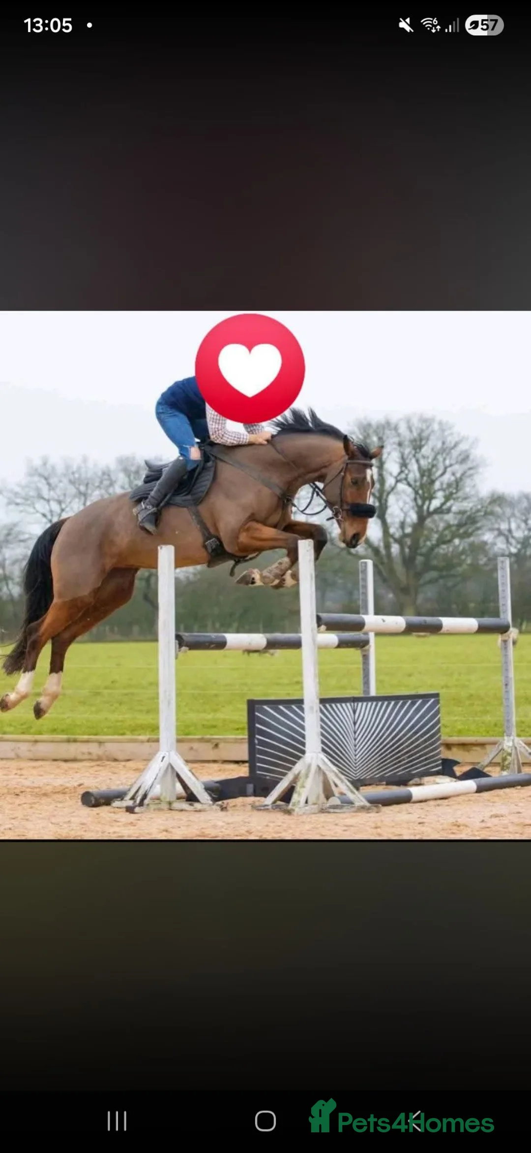 Irish Sports horses for sale: Clover 🍀  - Advert 13
