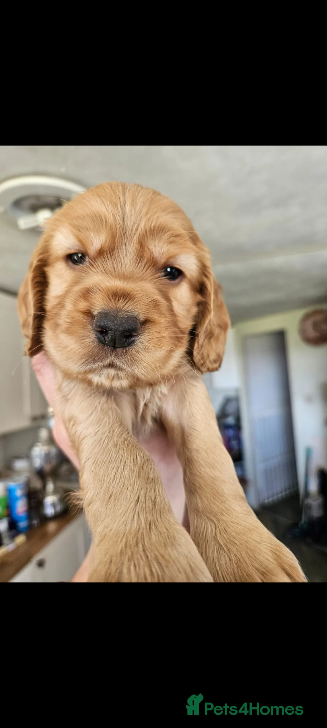 Cocker Spaniel dogs for stud: Lemongrass Cocker spaniel pet for stud. in Cullompton - Advert 11