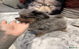 Pomeranian dogs for sale: 2 Stunning Pomeranian Puppies Ready For Homing Now - Image 7