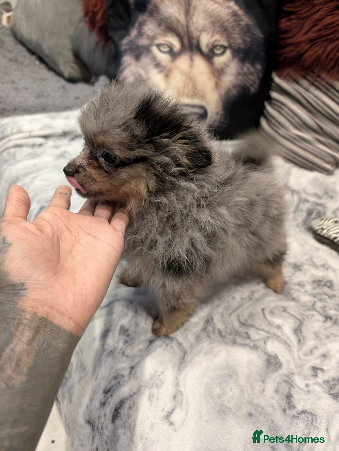 Pomeranian dogs for sale: 2 Stunning Pomeranian Puppies Ready For Homing Now - Image 7