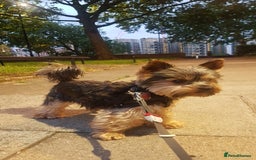 Yorkshire Terrier dogs for stud: Stud available- Miniature Yorkshire Terrier - Image 6
