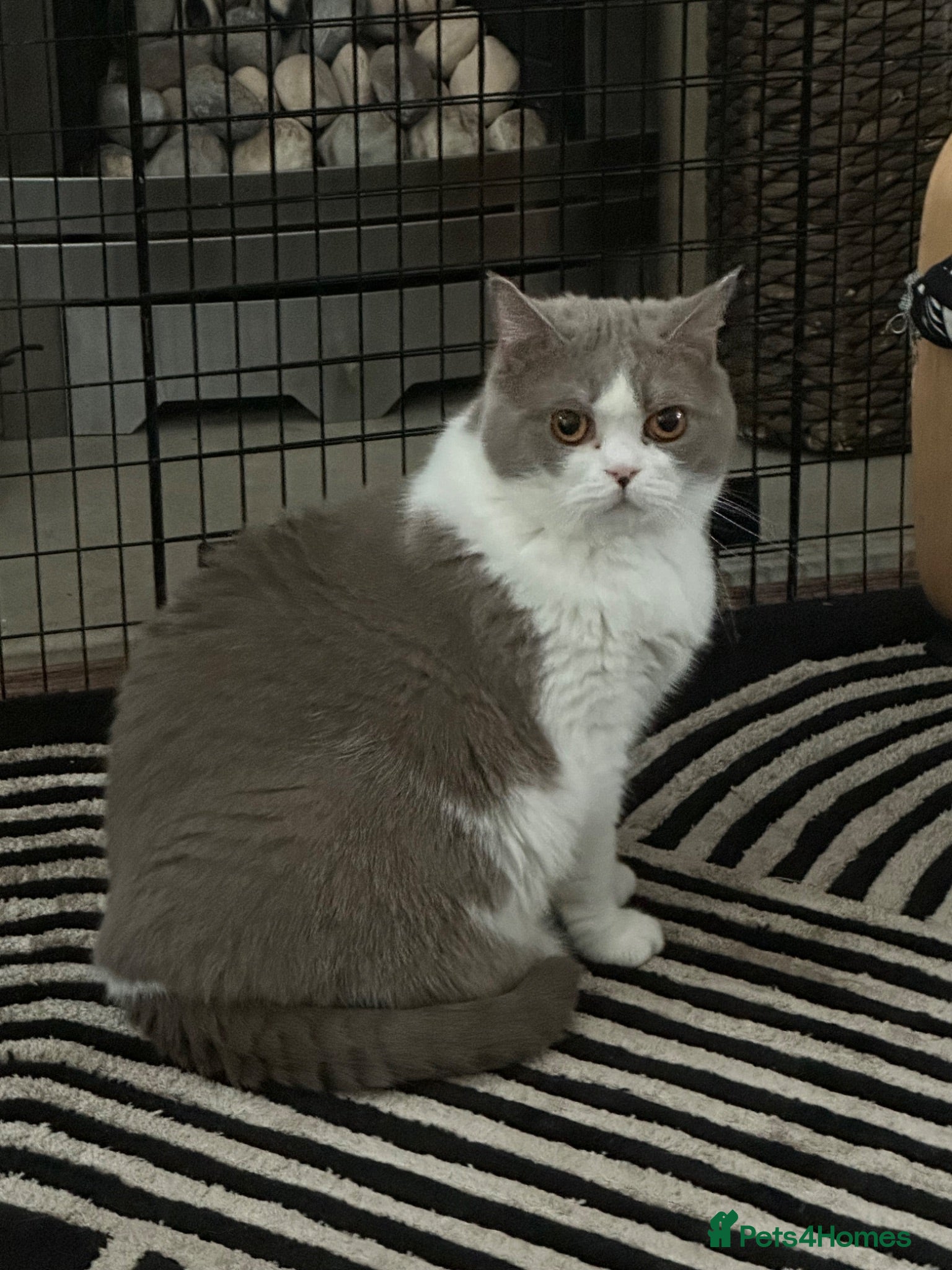 British Shorthair cats 3 year old female BSH - Advert 2