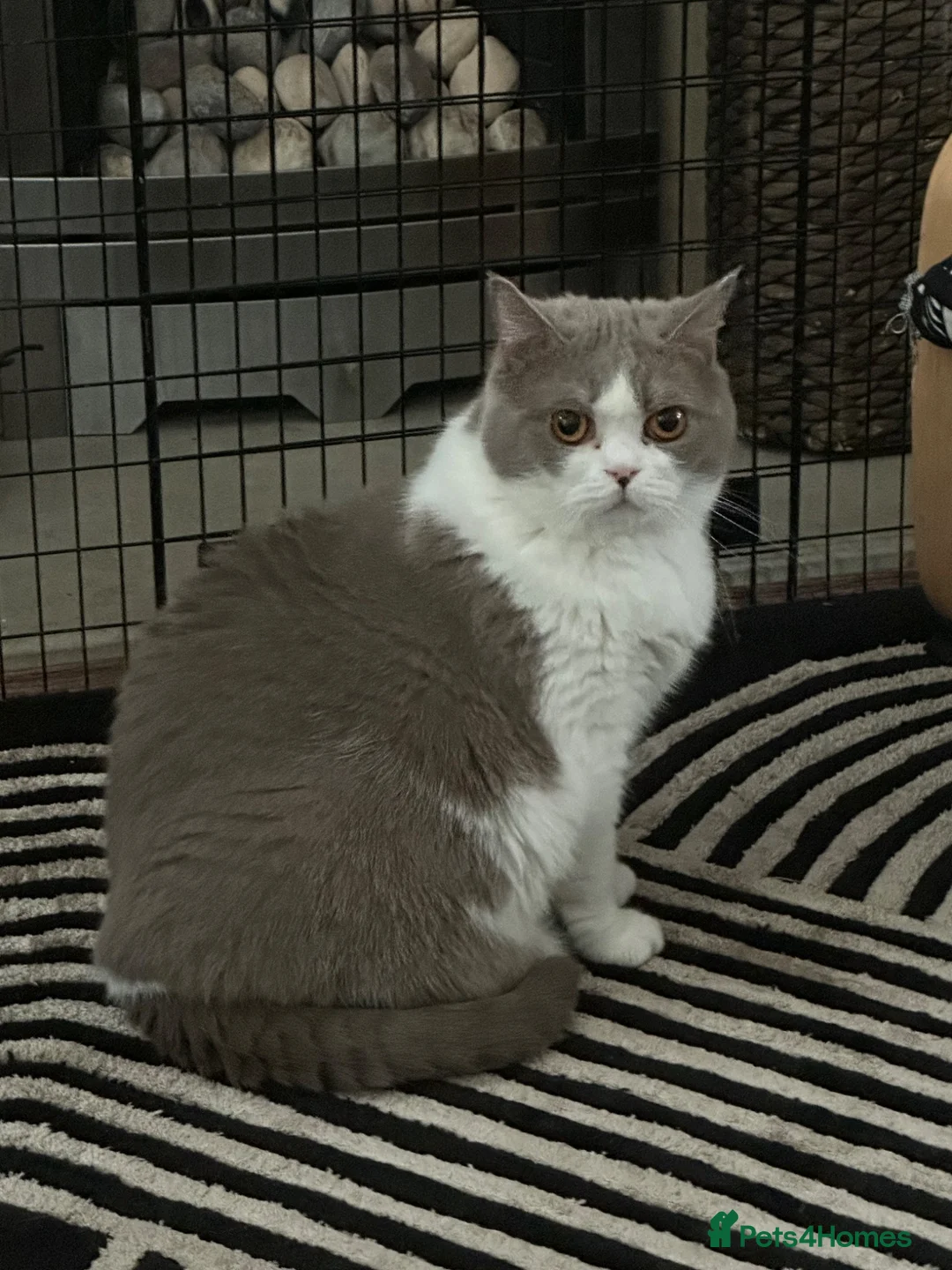 British Shorthair cats for sale: 3 year old female BSH - Advert 1