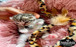 Bengal cats for sale: ⭐️ BENGAL KITTEN FOR SALE! ⭐️ 🩷❤️🧡💛💚🩵💙💜 - Image 2