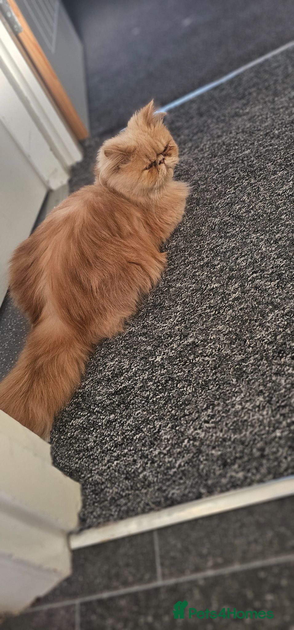 Persian cats Persian  **  male cat - Advert 1
