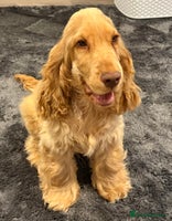 Cocker Spaniel dogs - Advert 16