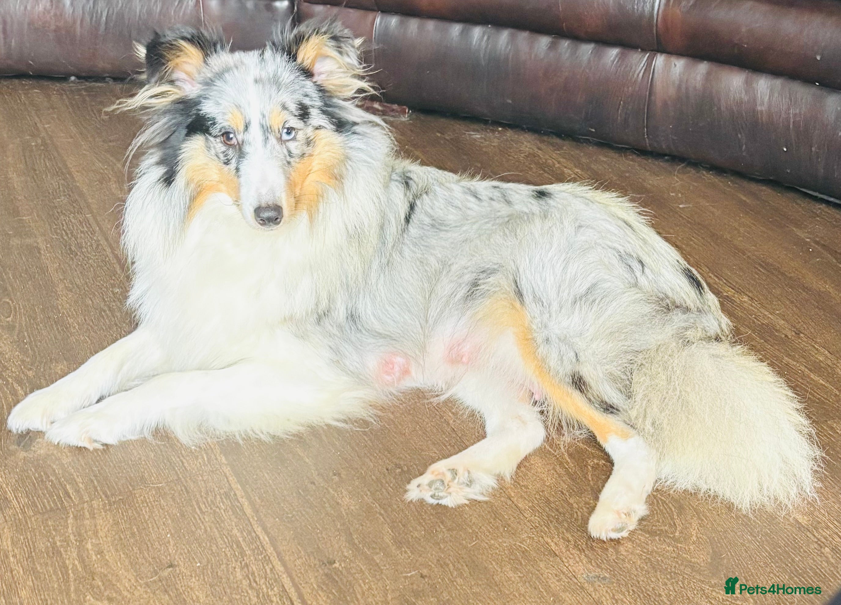 Shetland Sheepdog dogs Beautiful Shetland sheepdog puppies  - Advert 3