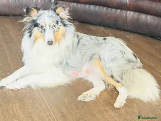 Shetland Sheepdog dogs Beautiful Shetland sheepdog puppies - Advert 3