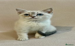 British Shorthair cats for sale: PUREBRED BSH KITTENS SOLD - Image 5