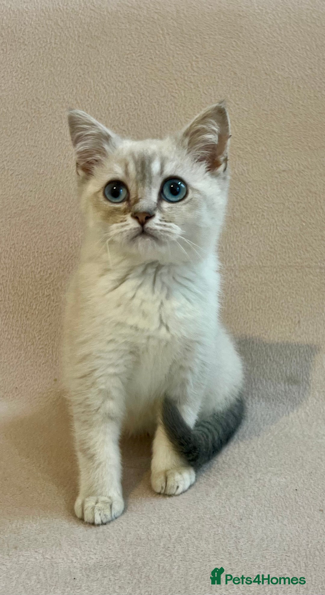 British Shorthair cats for sale: PUREBRED BSH KITTENS SOLD - Image 5