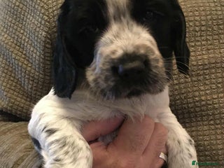 Sprocker dogs Adorable F1 Sprocker Spaniel Babies. - Advert 8