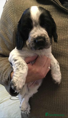 Sprocker dogs Adorable F1 Sprocker Spaniel Babies. - Advert 5