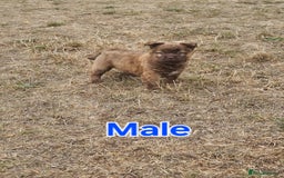 Mixed Breed dogs for sale: Chocolate frenchie X Chow carrying pink  - Image 26