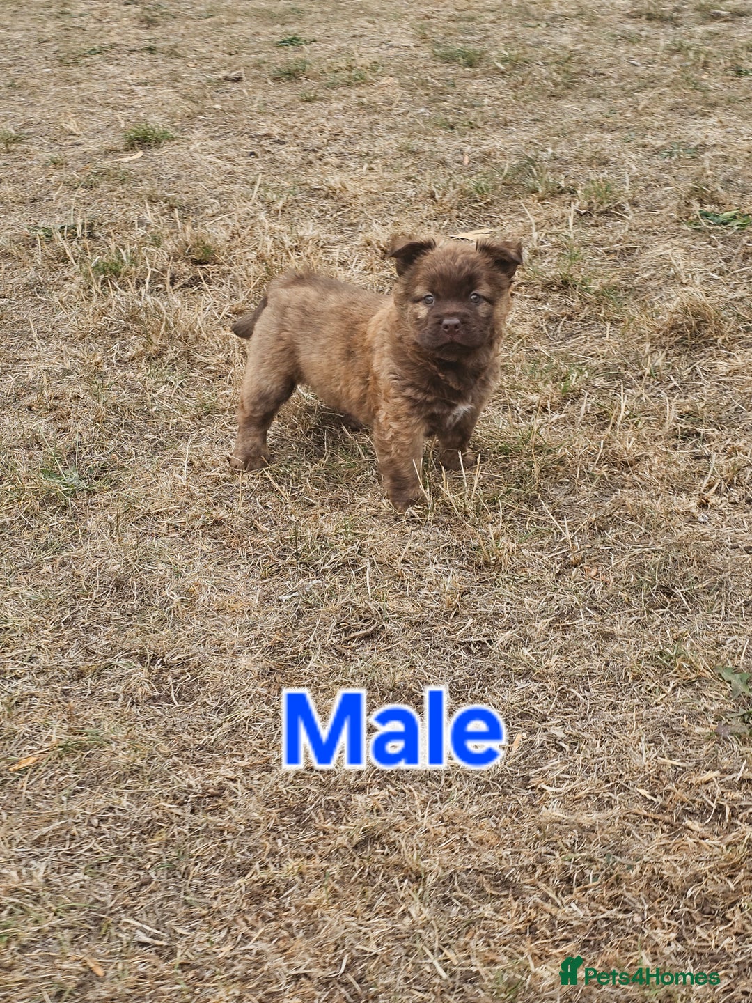 Mixed Breed dogs for sale: Chocolate frenchie X Chow carrying pink  - Image 26
