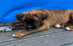 Boxer dogs for sale: Only 1 remaining! KC Boxer Puppies - Image 22