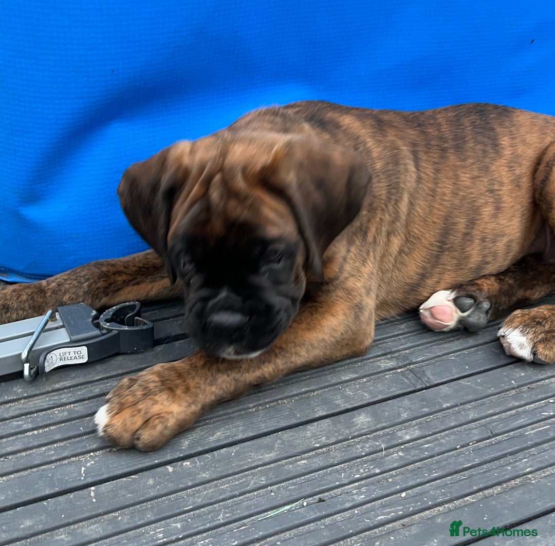 Boxer dogs for sale: Only 1 remaining! KC Boxer Puppies - Image 22