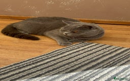British Shorthair cats for sale: 3 Beautiful British ShortHair Cats - Image 5