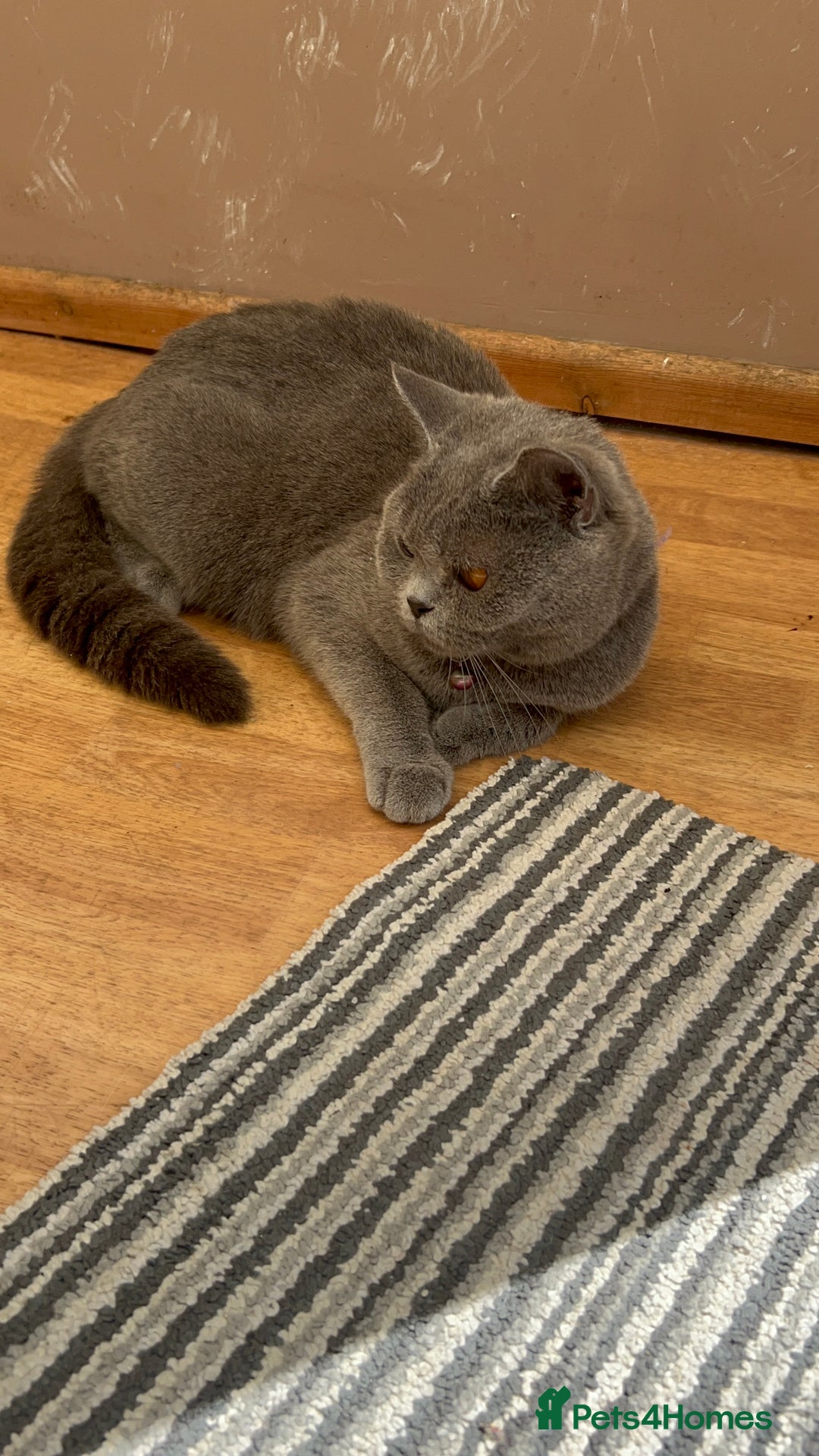 British Shorthair cats for sale: 3 Beautiful British ShortHair Cats - Image 5