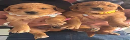 Golden Retriever dogs for sale: Ready Now 😊 gorgeous golden retriever puppies  - Advert 12