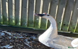 Geese poultry for sale: Lavender & Brown Chinese Geese - Image 2