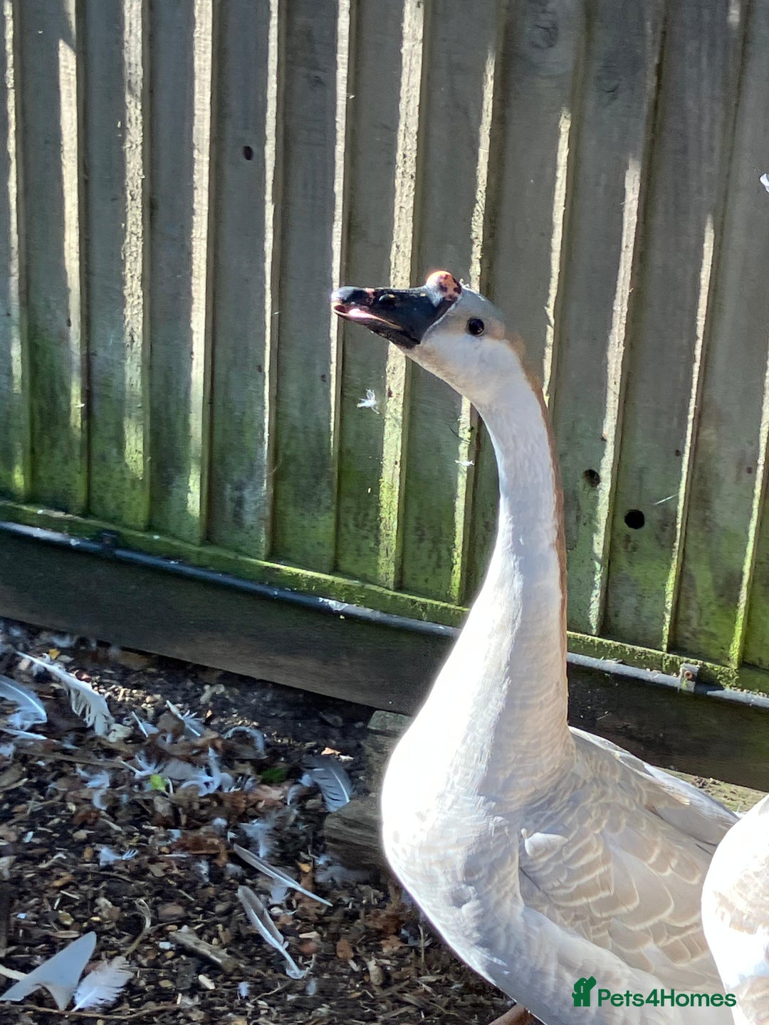 Geese poultry for sale: Lavender & Brown Chinese Geese - Image 2
