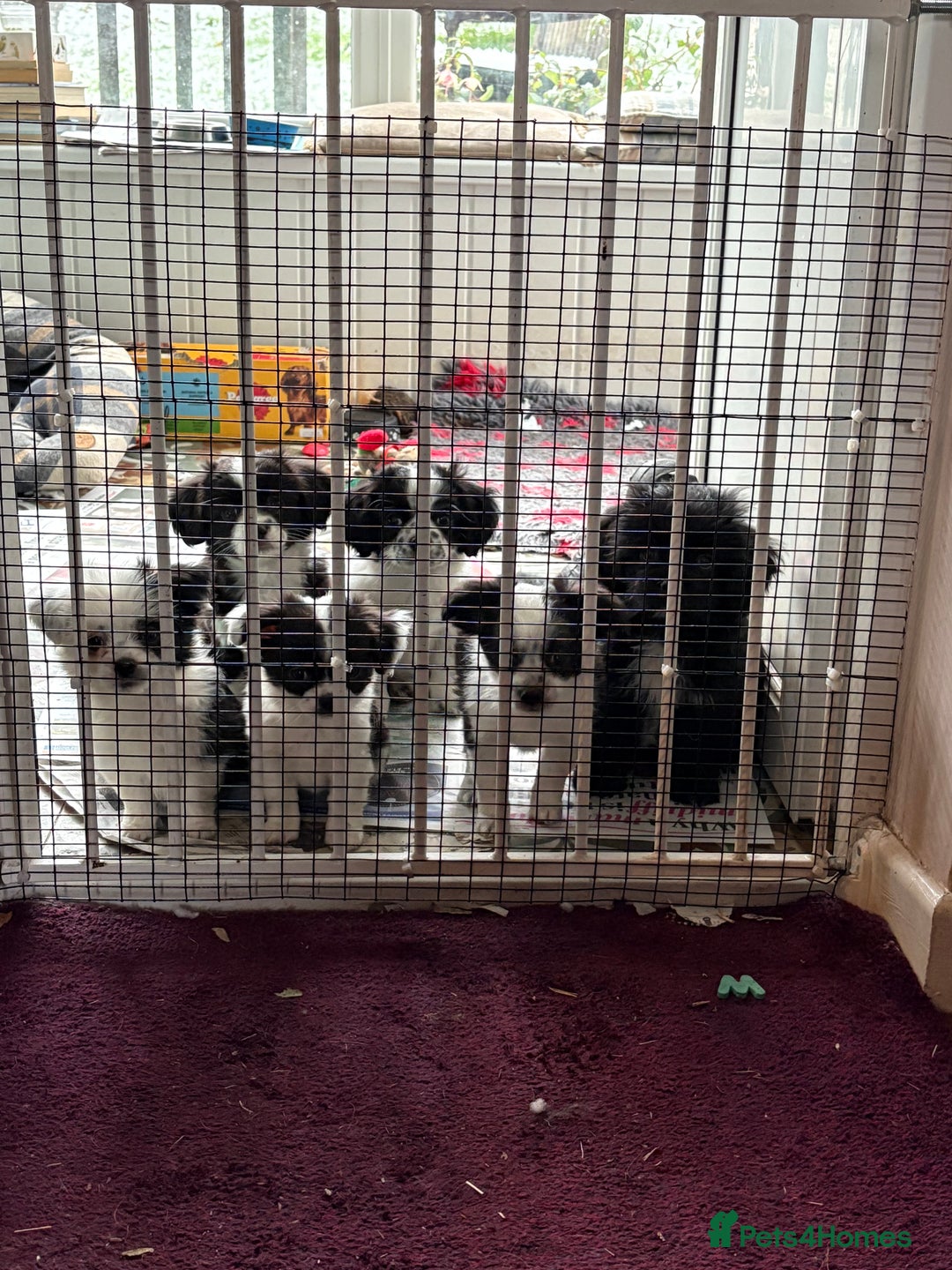 Mixed Breed dogs for sale: Chihuahua X puppies - Advert 1
