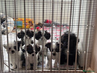 Mixed Breed dogs Chihuahua X puppies - Advert 2