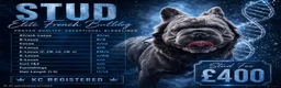French Bulldog dogs for stud:  **  Fluffy Frenchie Stud  in Birmingham - Advert 2