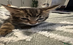 Mixed Breed cats for sale: 5 kittens for sale - Image 5
