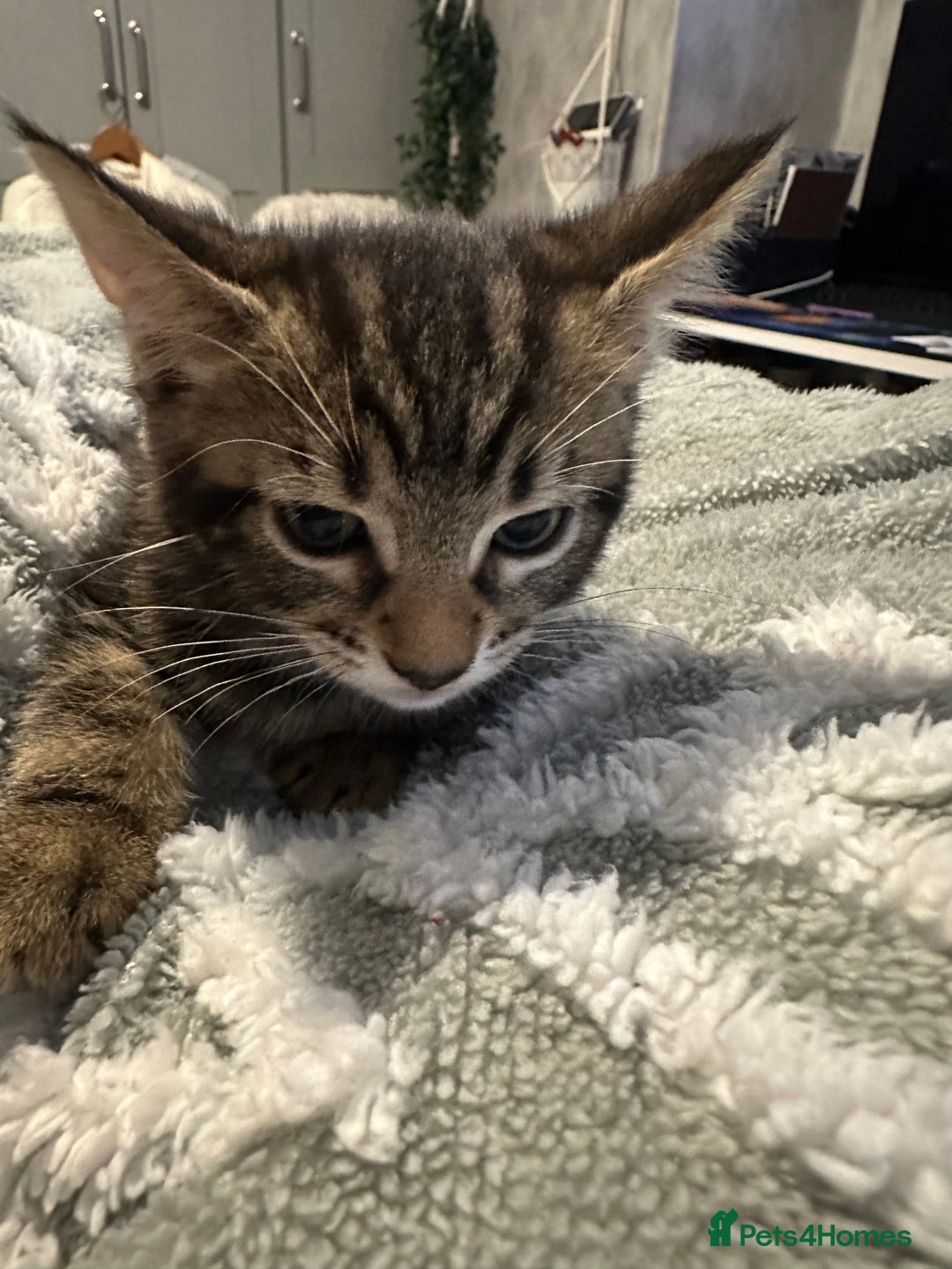 Mixed Breed cats for sale: 5 kittens for sale - Image 5