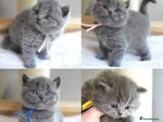 British Shorthair cats Kittens lovely BSH kittens - Advert 18