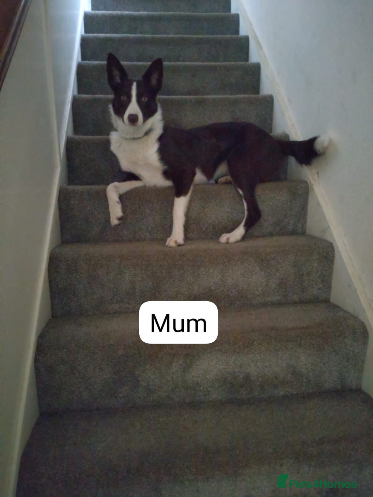 Border Collie dogs Red pedigree border collies in Llandysul - Advert 2