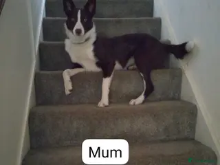 Border Collie dogs Red pedigree border collies in Llandysul - Advert 13