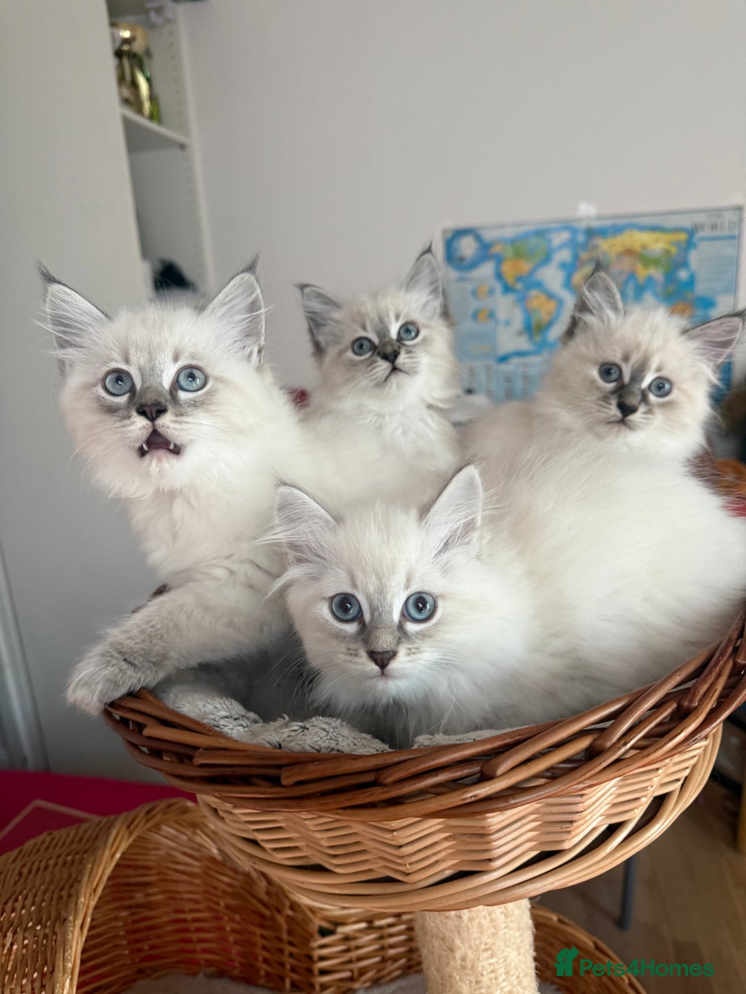Siberian cats for sale: Hypoallergenic Siberian Neva Masquerade kittens - Advert 3